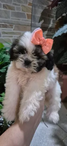 Shih tzu fêmea Pronta entrega 