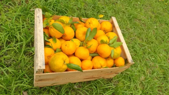 Caixa De Tangerina Ponkan Direto Do Produtor - Entrega em Águas Mornas