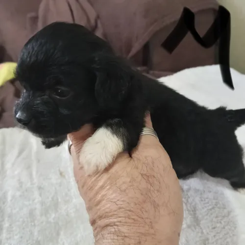 Filhote de poodle com Shitzu 