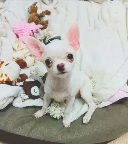 Chihuahua Fêmea