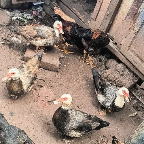 Vendo 4 pata fêmea por 300