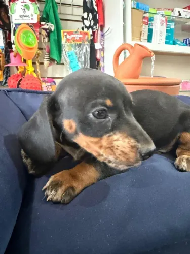 Basset tekel