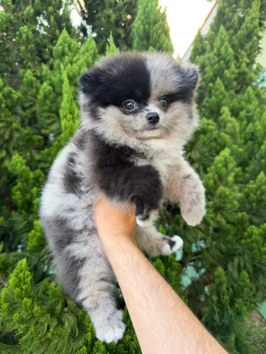 Lulu da pomerânia anão fêmea pelagem merle com pedigree CBKC