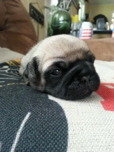 Pug O amor mais fofo da quermesse