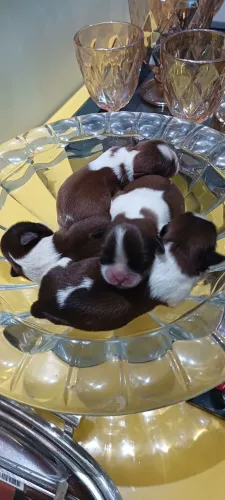 Filhotinhos de shihtzu chocolate com.branco.