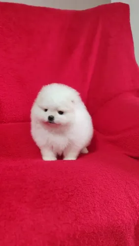 Lulu's perfeitos a venda... Seu melhor amigo!
