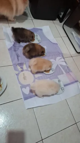 Filho de Lulu da pomerânia ( Spitz Alemão anão)