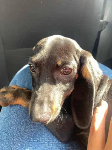 Basset salsicha