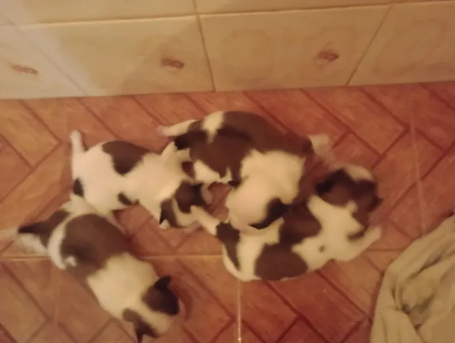 Lindos filhotes de Shitzu