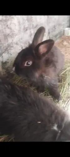 Coelhos