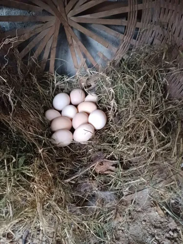 Venda de ovos galinhas sedosas