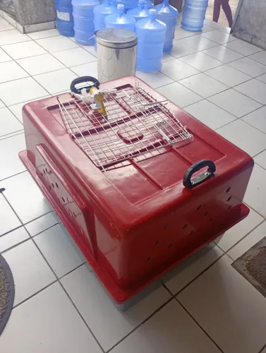 Casinha de Cachorro