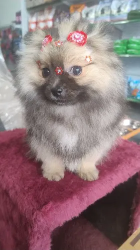 Filhote de lulu fêmea