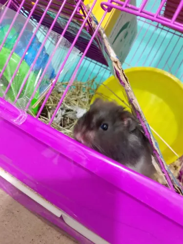 Hamster sírio e gaiola
