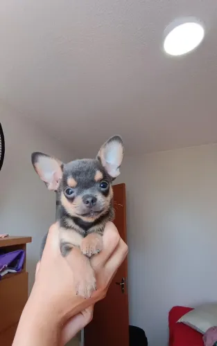 Vendo Chiuauau macho (Micro)