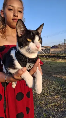 Gato frajola para adoção!!!