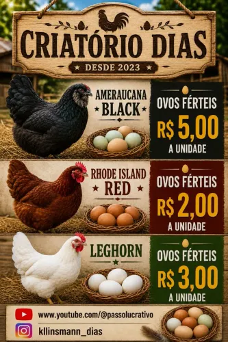 Ovos férteis: Ameraucana. Rhode Island. Leghorn