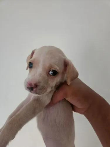 Filhote de cachorro para adoção