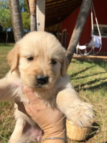 Golden Retriever altíssimo padrão