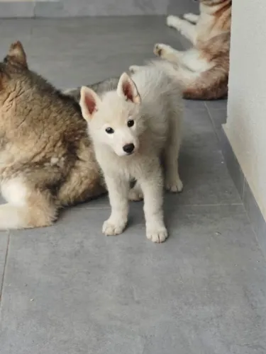 Filhote de Husky Siberiano
