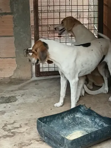 3 fêmeas