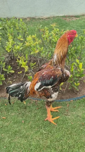Raça Índio Gigante