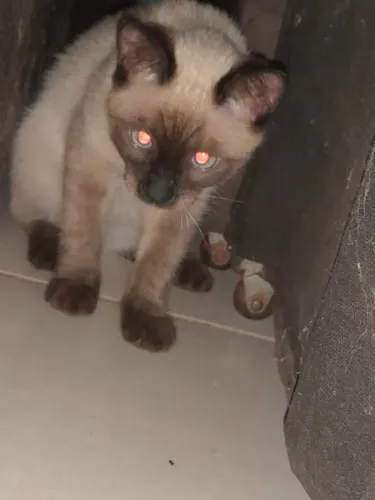 doação de gato dos olhos azuis