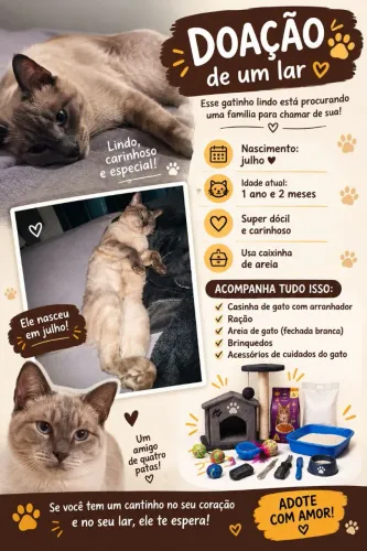 Gato doação Siamês Macho