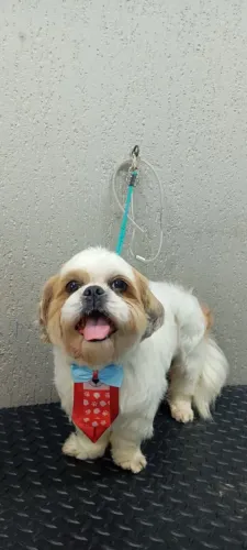 Shih tzu para namorar