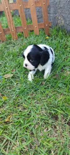 Cavalier Charles king star