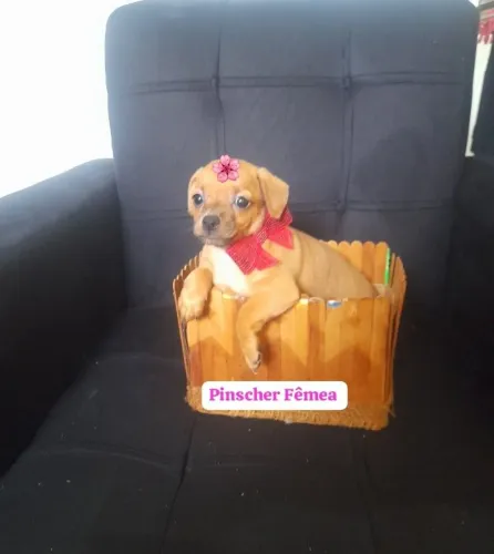 PINSCHER MINIATURA FÊMEA