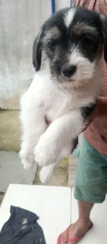 Vendo Cachorros Filhotes