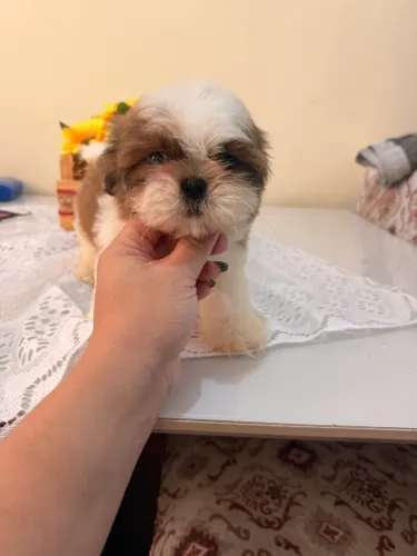 Shihtzu macho