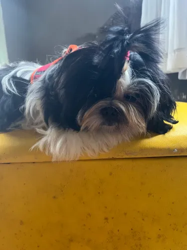 Shitzu fêmea 