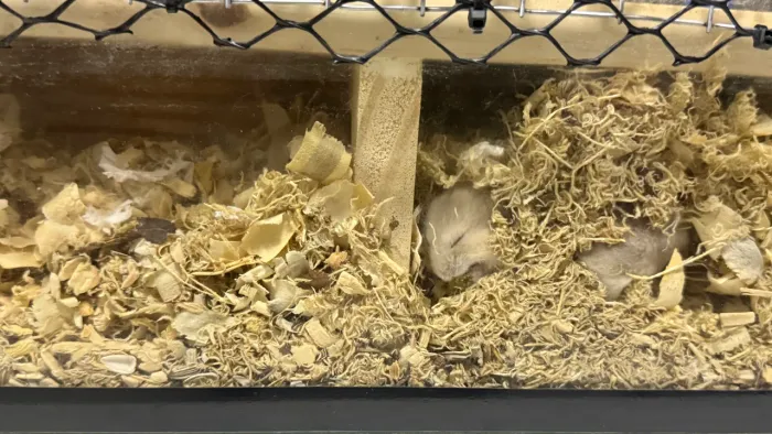 Hamster anão russo