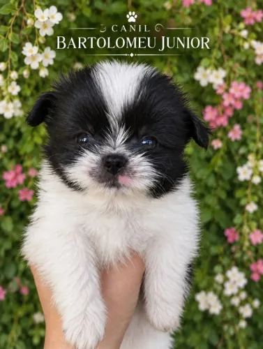 Filhotes de Shih Tzu Macho |Vermifugado 