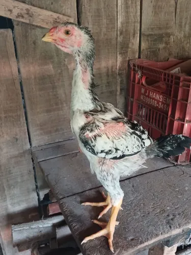 Índio gigante