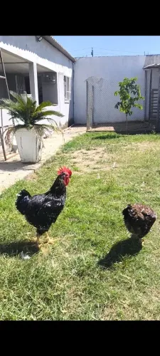 Galinha sertaneja balão GSB 