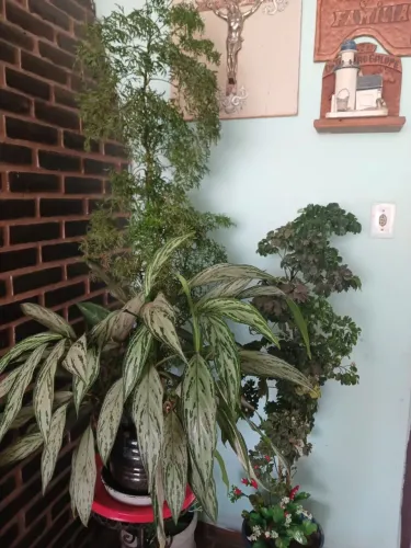 Trabalha com limpeza de jardim na região de Joinville limpeza geral
