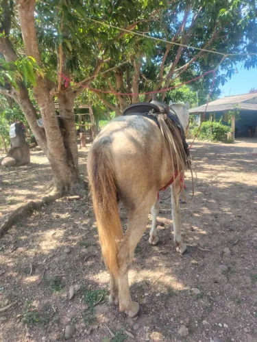 Cavalo 