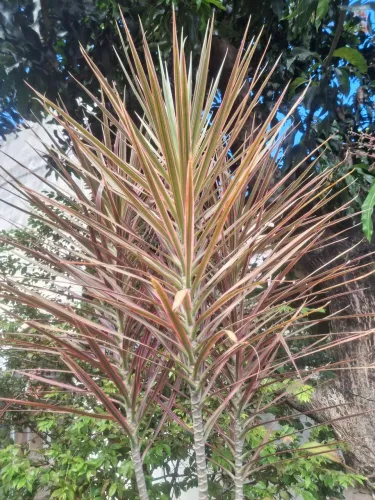 PROMOÇÃO DRACENA ADULTA