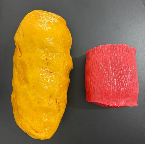 Peça anatômica de gordura e músculo 