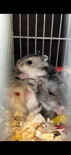 Hamsters Anão Russo Disponíveis
