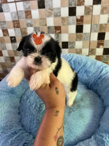 Shih Tzu charmoso