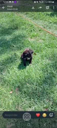 Doação de lindas filhotes de labrador misturado 