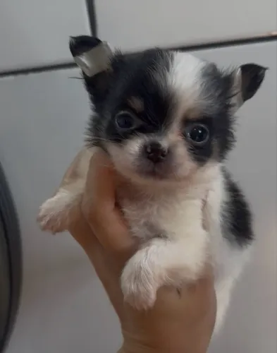Chihuahua macho pelo longo 