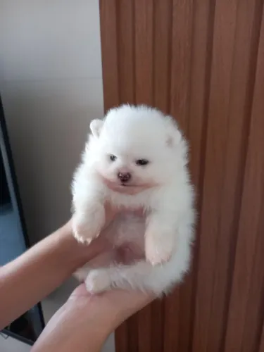 Cachorro Lulu da Pomerania filhote charmoso disponível agora