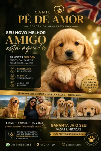 Filhotes de Golden retriever