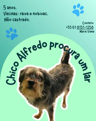 CHICO ALFREDO PROCURA LAR RESPONSÁVEL E AMOROSO