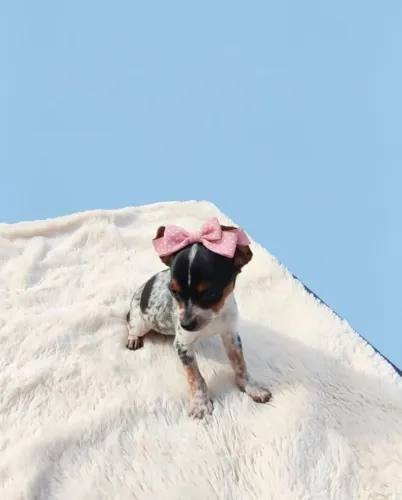 Uma Princesinha de Quatro Patas